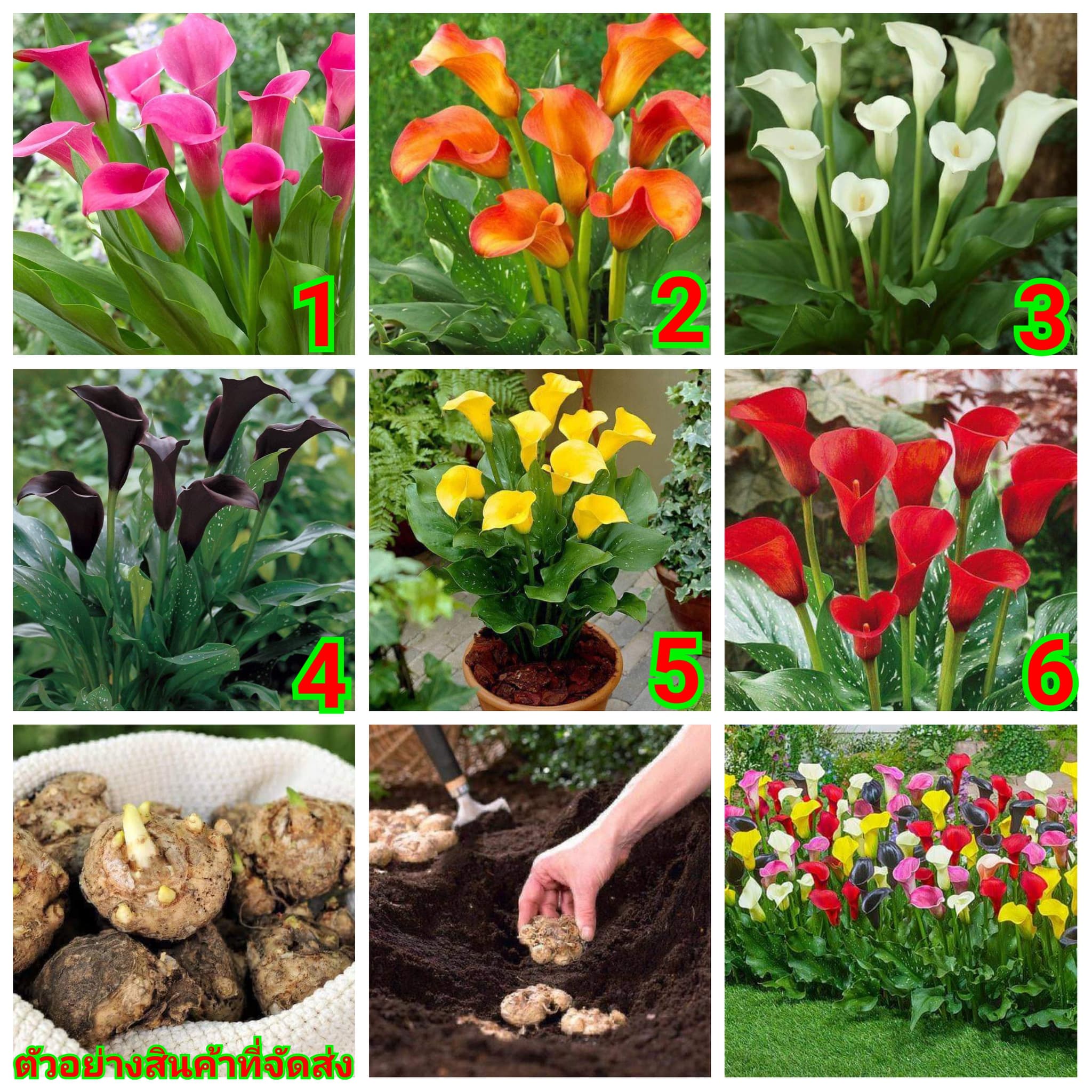 (จำหน่าย หัวพันธุ์) ดอกไม้นำเข้า คาร่าลิลลี่ Calla Lily มาทำให้บ้านคุณสวยสดใส ด้วยดอกไม้หลากสีกัน จ้า calla lily huawan