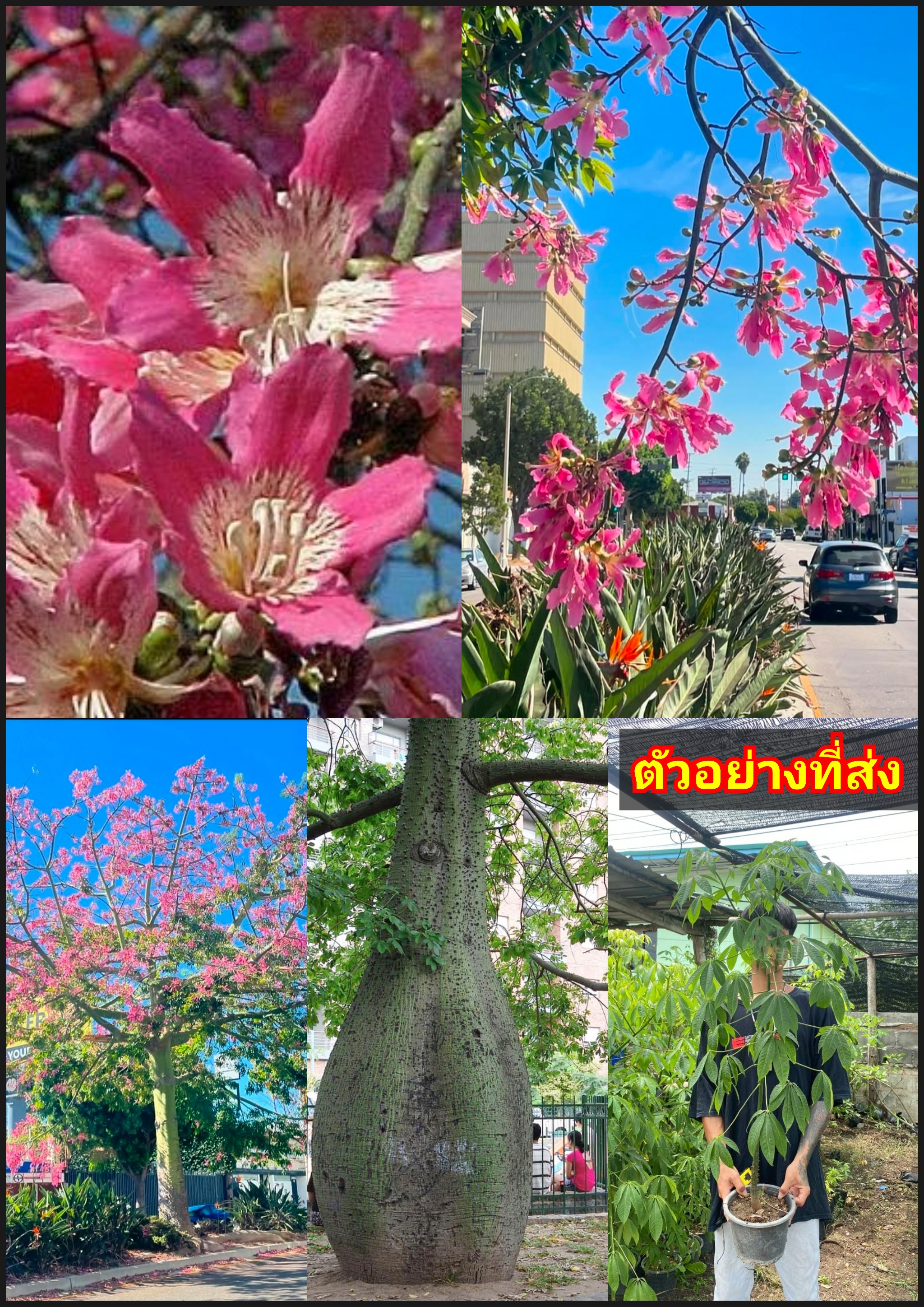 ต้น ต้นงิ้วชมพู งิ้วชมพู Silk Floss Tree Chorisia speciosa ต้นไหมจุรี ไหมจุรี bottle btree Pink Silk Floss Tree งิ้ว สี ชมพู / ayniris