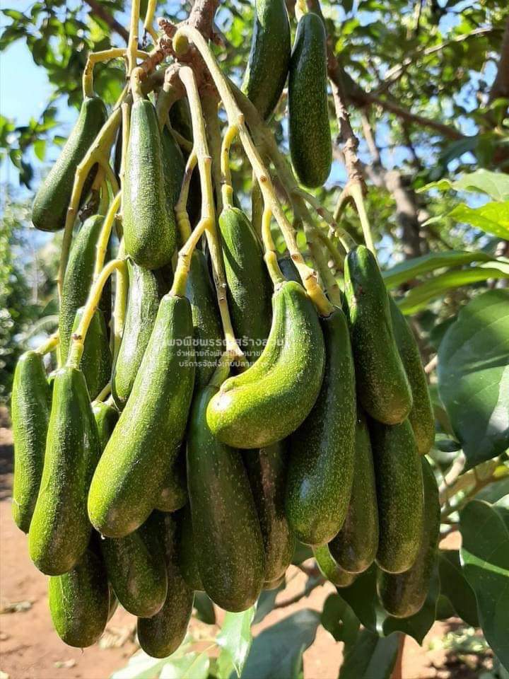 (1ต้น)(ขาย ต้นพันธุ์) ต้น อโวคาโด ไร้เมล็ด เวียดนาม ต้นอโวคาโด avocado พืชพันธุ์สร้างสวน