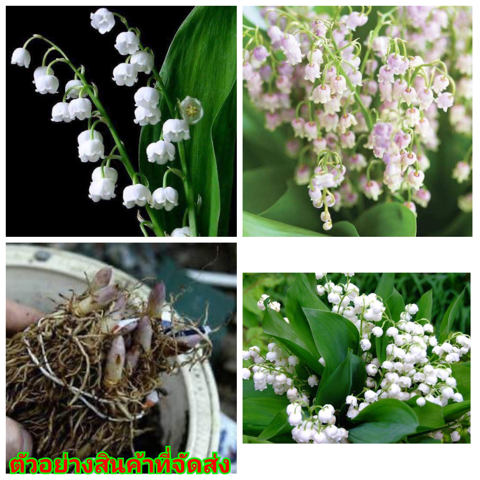 (ขาย ต้นพันธุ์) ต้น หัว เหง้า หน่อ ดอก ลิลลี่ ออฟเดอะ วัลเลย์ 'Lily of the Valley สี ขาว ชมพู huawan