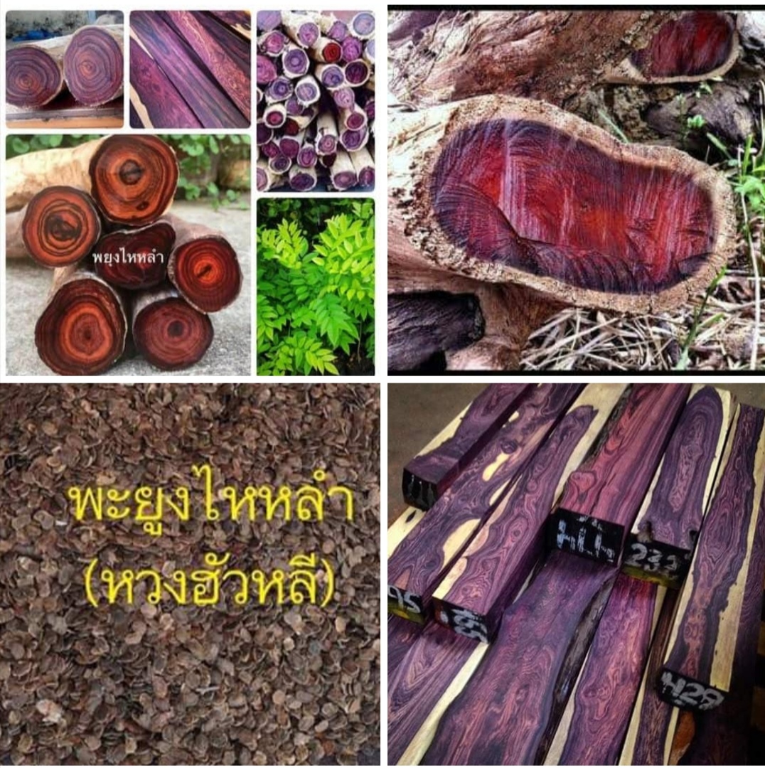🌿เมล็ดพะยุงไหหลำ🌿💰ไม้เศรษกิจ ตลาดต้องการมาก💰ต้นพะยูง พะยุง