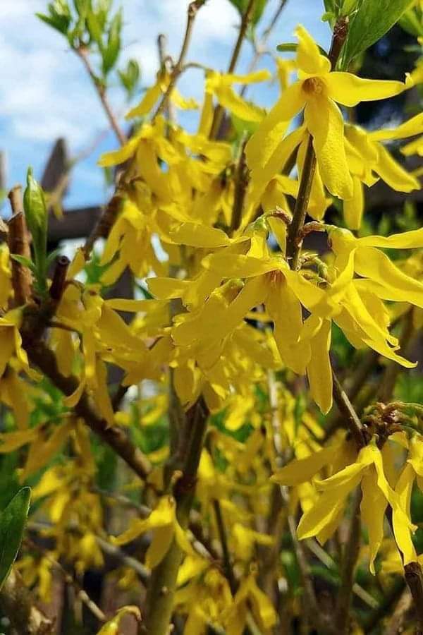 (1ต้น) ต้น ต้นฟอร์ซิเทียร์ ฟอร์ซิเทียร์ ฟอร์ซิเทีย ต้นฟอร์ซิเทีย Forsythia ศรัณย์รักษ์