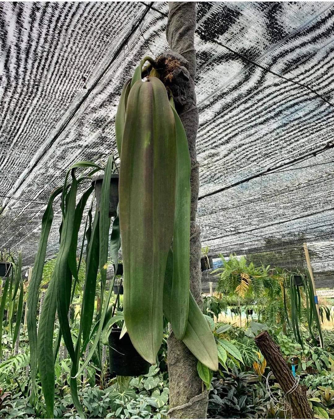 (1กอ)(ขาย ต้นพันธุ์) ดอก ต้น สิงโตฟาแลน ไม้ดึกดำบรรพ์ bulbophyllum phalaenopsis เอื้อง กล้วยไม้ orchidery