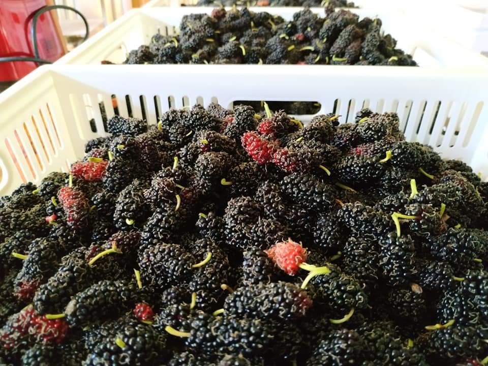 (9ขวด) น้ำลูกหม่อน สกัด 100% มัลเบอรี่ mulberry ตรา ลุงโจ บำรุงสุขภาพ