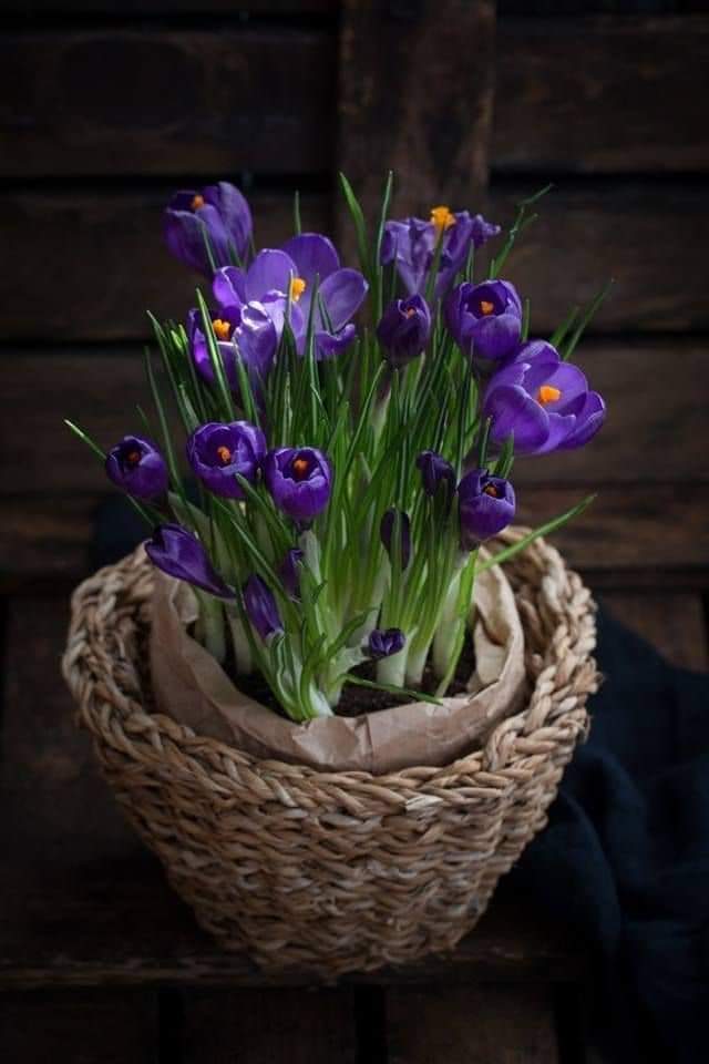 (1หัว) หญ้าฝรั่น หญ้า ฝรั่น ( ฝะหรั่น ) หรือเรียกว่า Saffron Crocus / ศรัณย์รักษ์