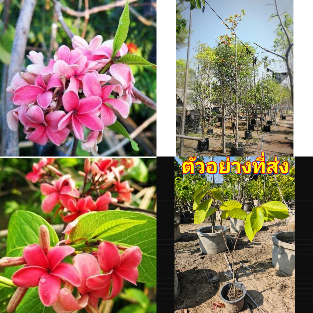 (1ต้น) สูง 50-70cm ต้น โมกหลวงชมพู โมกหลวง สีชมพู ต้นโมกหลวงสีชมพู / รัศมี