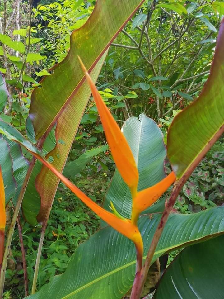 (1หน่อ)(ขาย หน่อพันธุ์) ดอก ต้น หน่อ เหง้า Heliconia latispatha Orange gyro ลาทีสพาธ่า ออเร้นท์ ไจโร heliconia เฮลิโคเนีย Nokair