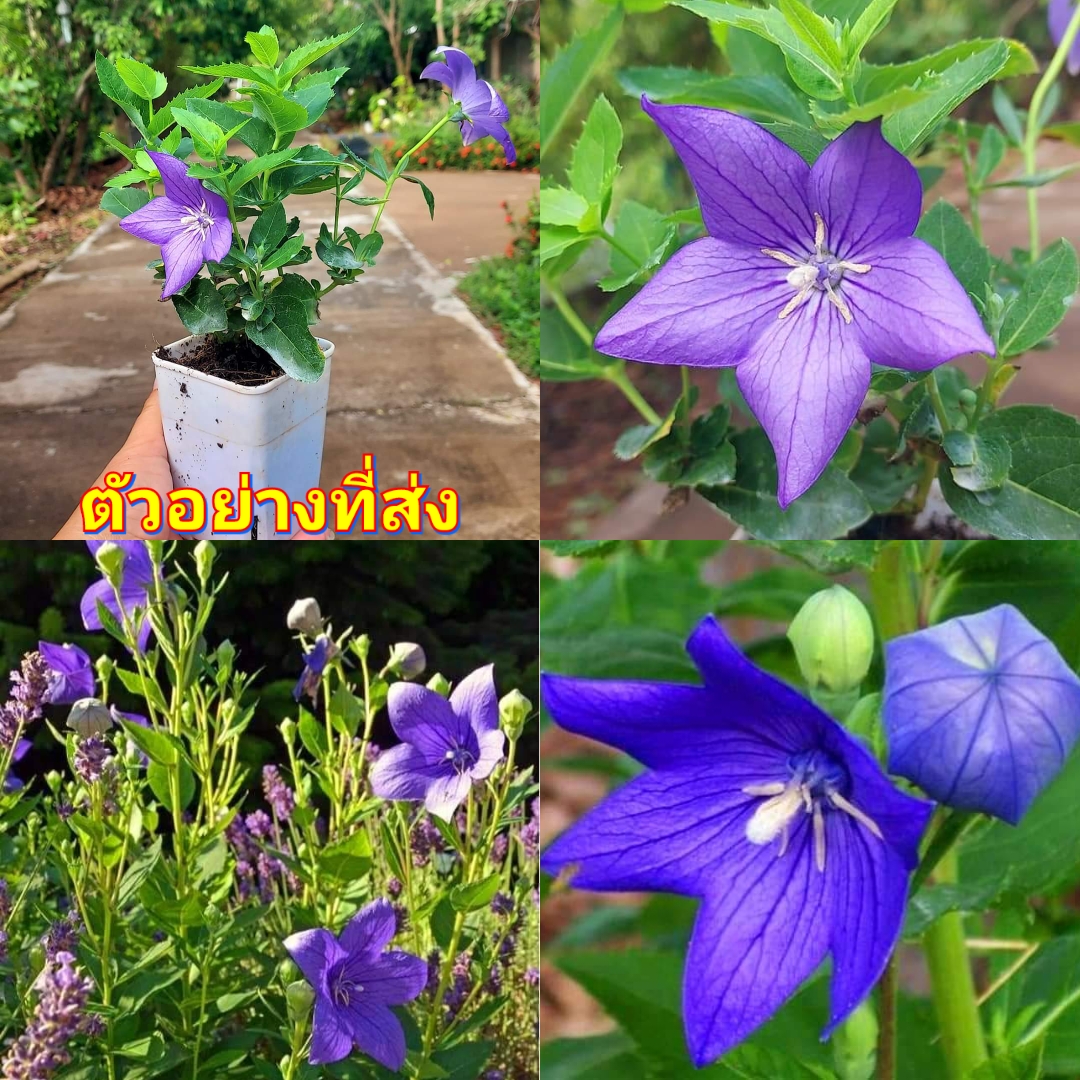 (2ต้น) ต้น ดอกคิเคียว ดอกบอลลูน ต้นบอลลูน ฟลาวเวอร์ พลาสตี้โคดอน Platycodon สีม่วง