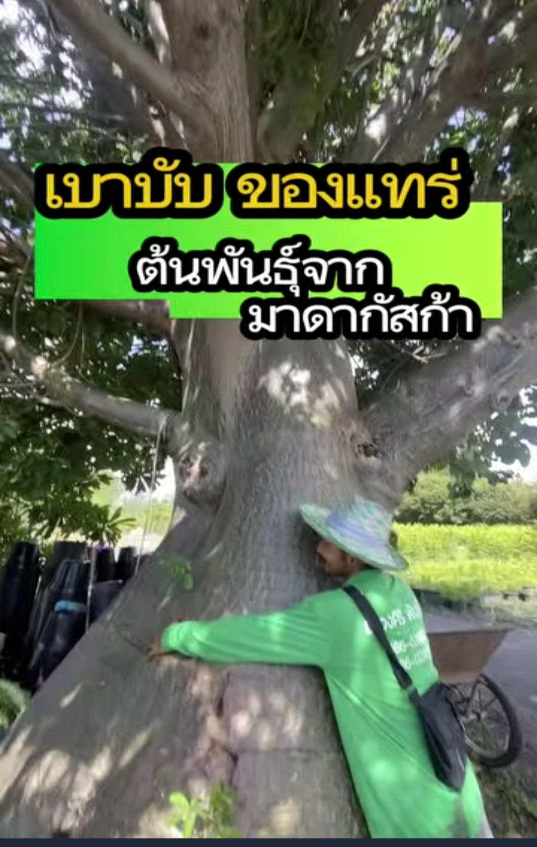 ต้นเบาบับดิจิทาทา พันธุ์ต้นอ้วน Adansonia digitata baobab / eertnom