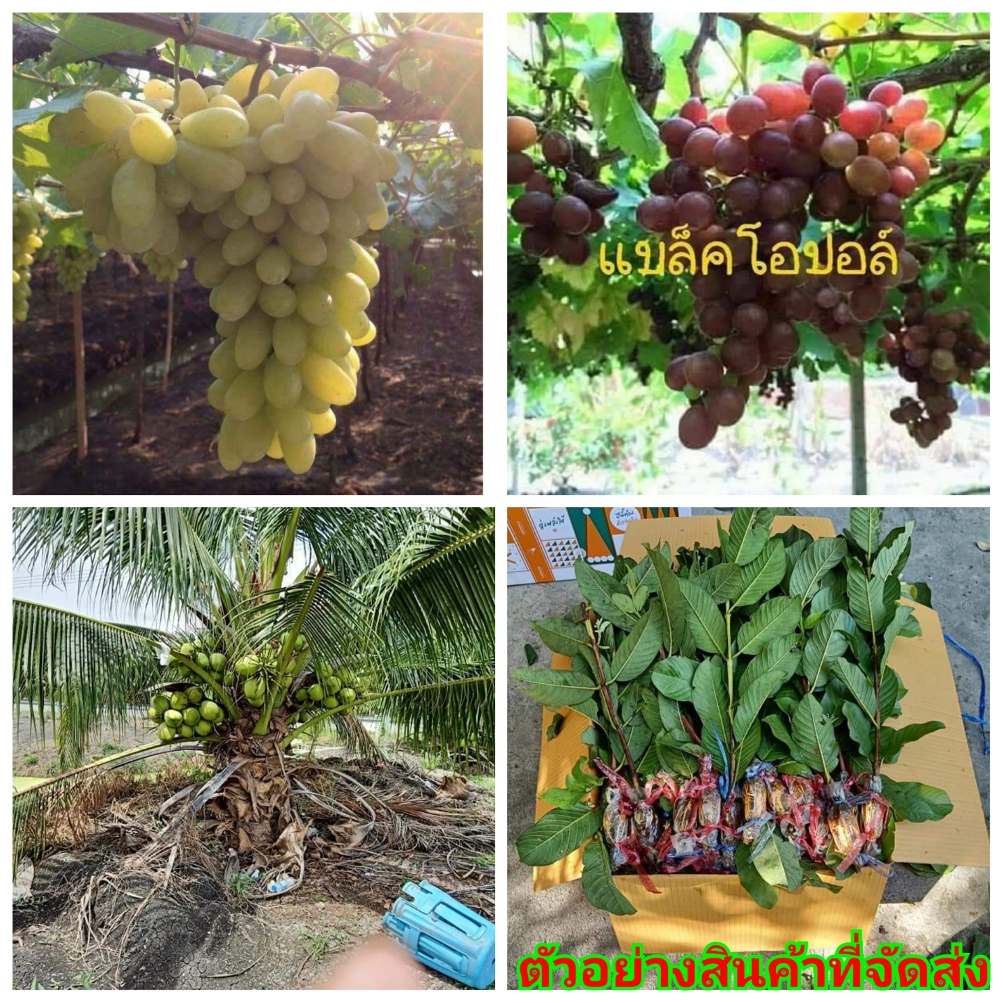 (ขาย ต้นพันธุ์) ต้น กิ่ง องุ่น ฝรั่ง แป้นสี กิมจู พุทรา นมสด จัมโบ้ สามรส มะพร้าว น้ำหอม ต้นเตี้ย ทองสวน บุญนภาวงศ์
