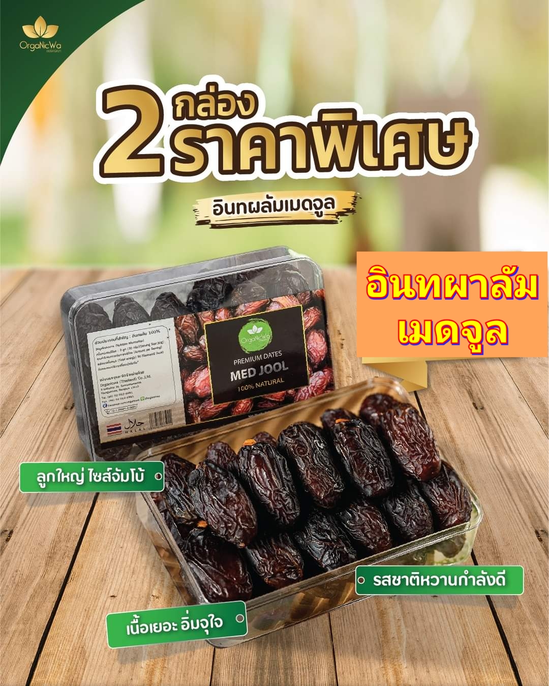 อินทผาลัม อินทผลัม Dates อินทผาลัมเมดจูล อินทผลัมเมดจูล med jool organicwa