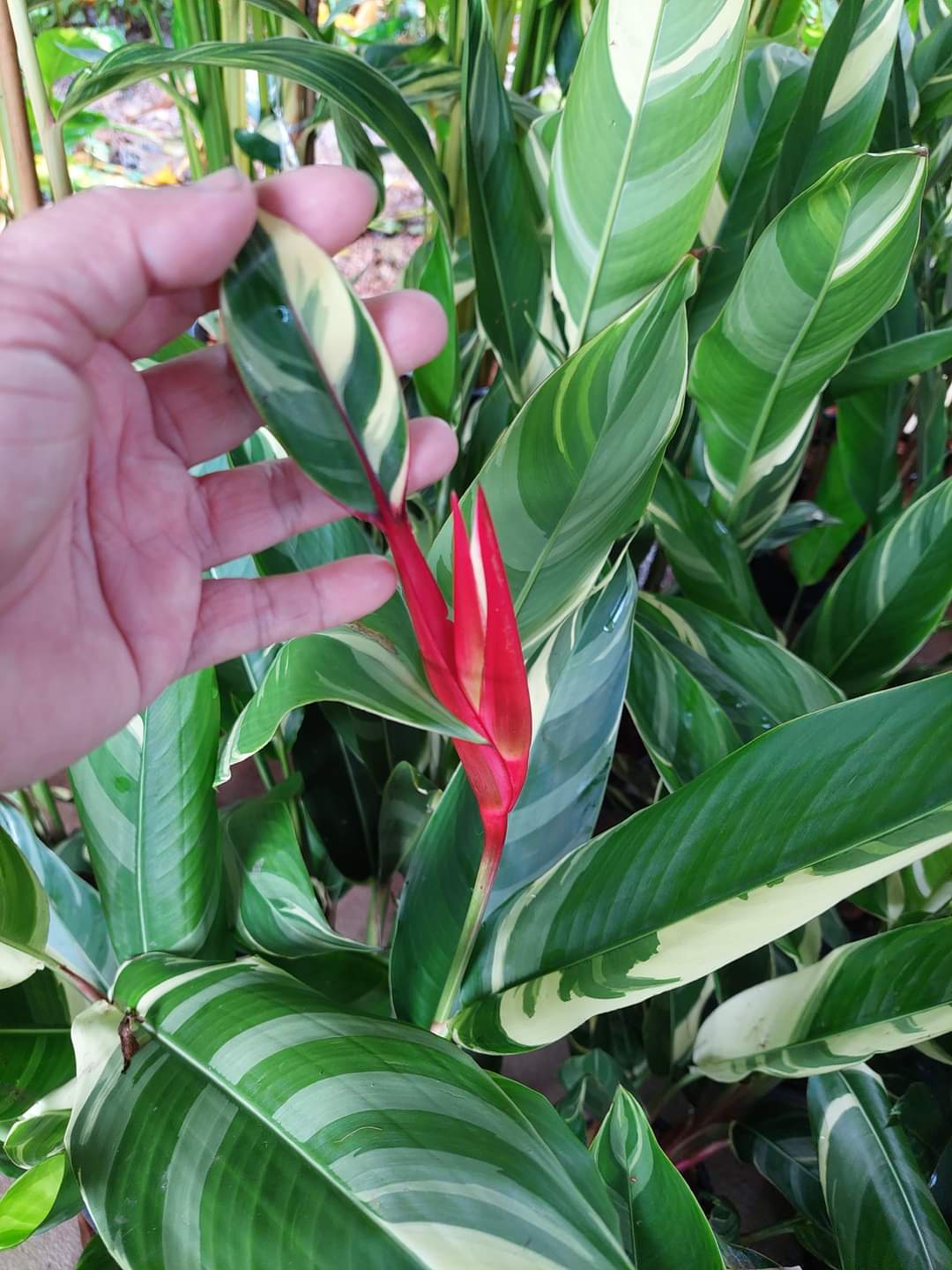 (1ถุงดำ)(ขาย ต้นพันธุ์) ดอก ต้น เฮริโคเนียดอกแดง เฮลิโคเนีย ดอก สี แดง heliconia Pimvimon
