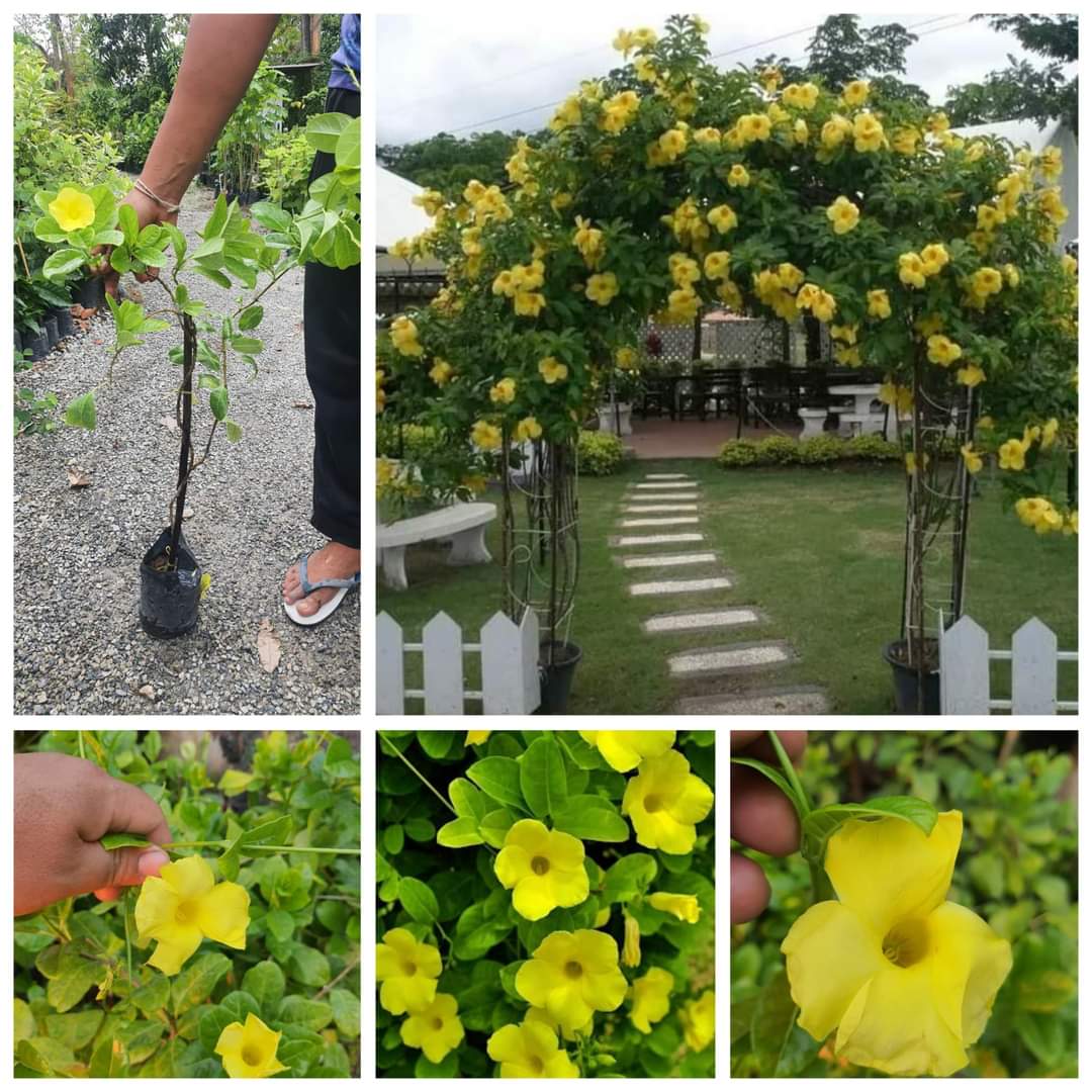 (1ต้น) ต้น จันทร์กระจ่างฟ้า ต้นจันทร์กระจ่างฟ้า / นาวิน สำเนา