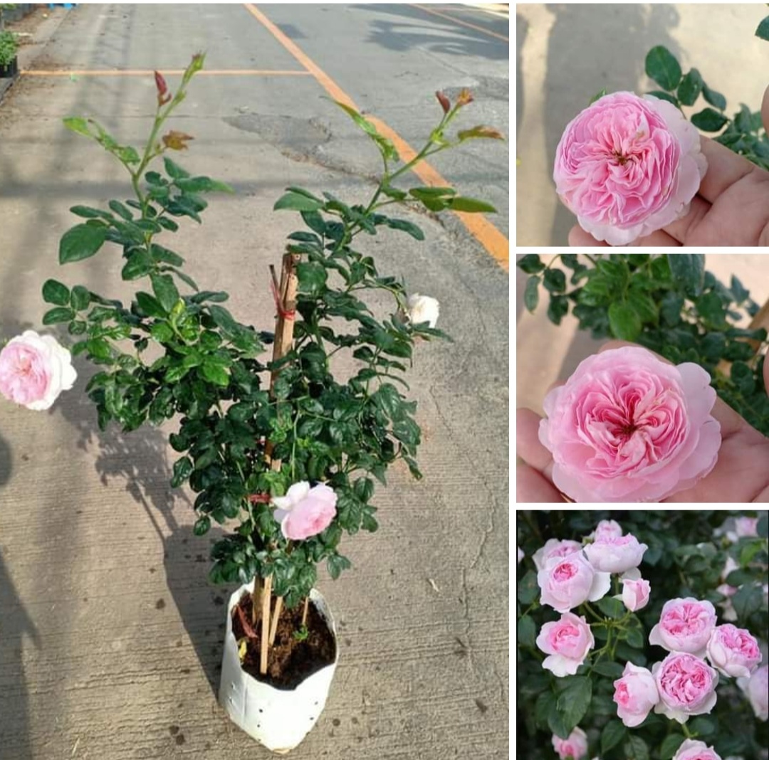 (ขาย ต้นพันธุ์)) ต้น ดอก กุหลาบญี่ปุ่น มองเคอร์ ดอกหอม สีชมพู กุหลาบ rose ภูษณิศา