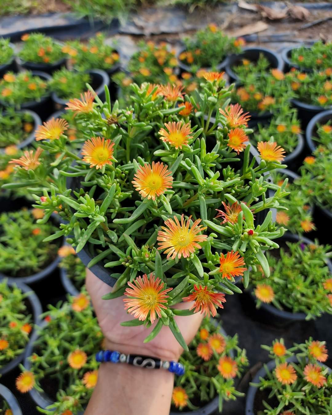 (1กระถาง) ต้น ดอก อัญมณีแห่งทะเลทราย delosperma อัญมณี แห่งทะเลทราย อัญมณี แห่ง ทะเลทราย ทับทิมทะเลทราย ทษณน
