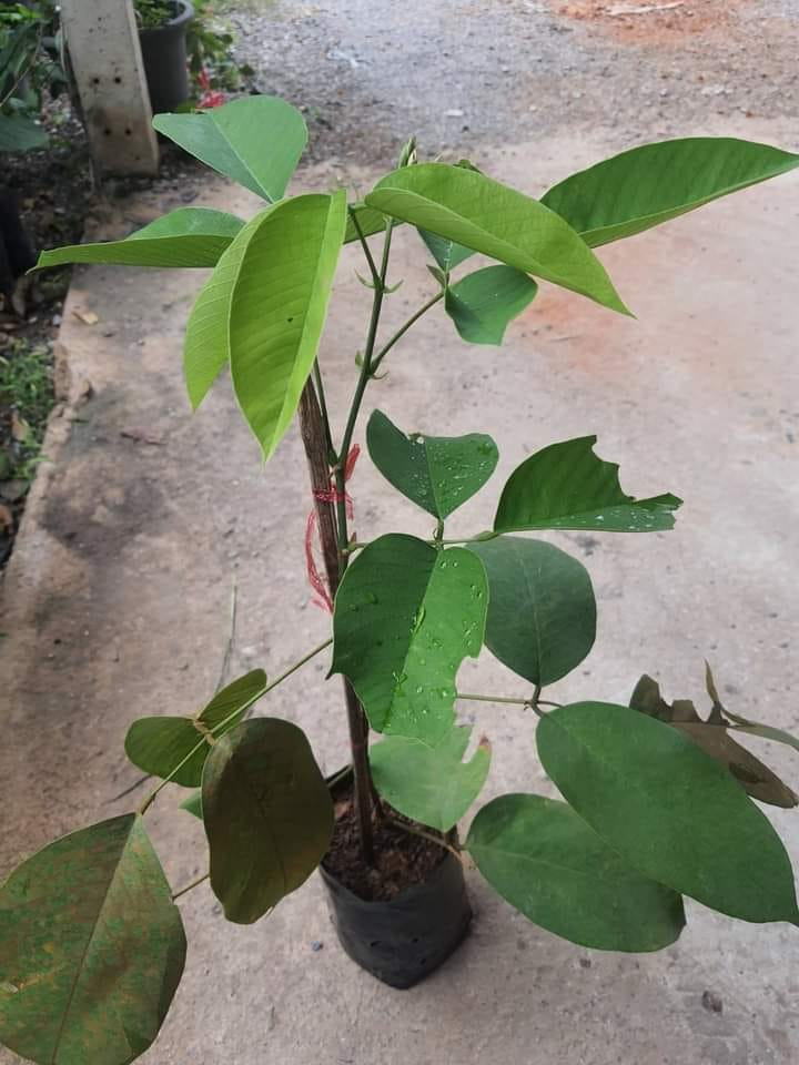 (1ต้น) ต้น สูง 40-50cm เพาะจากเมล็ด คลิทอเรีย อัญชันต้น ดอกช่อม่วง CLITORIA FAIRCHILDIANA อัญชัน / Navin