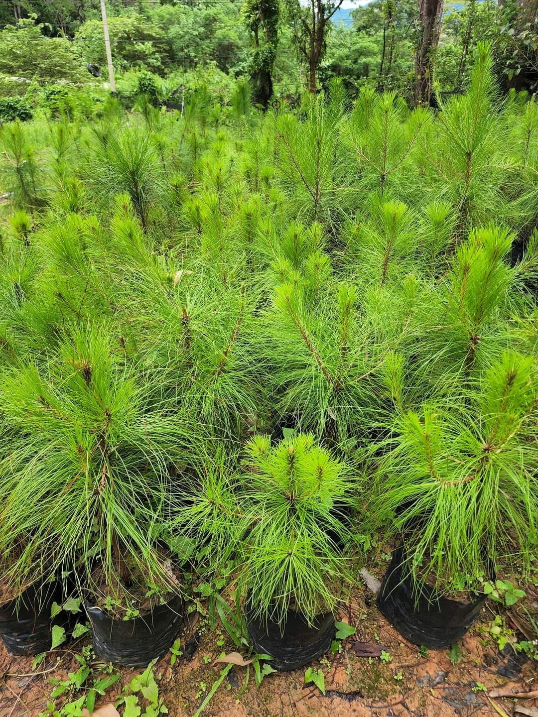 (1ต้น) ต้น ต้นสน Pinus kesiya สนสามใบ หรือ เกี๊ยะแดง สน ต้นสนสามใบ ทษณน สำเนา