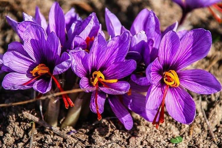 (1หัว) หญ้าฝรั่น หญ้า ฝรั่น ( ฝะหรั่น ) หรือเรียกว่า Saffron Crocus / ศรัณย์รักษ์