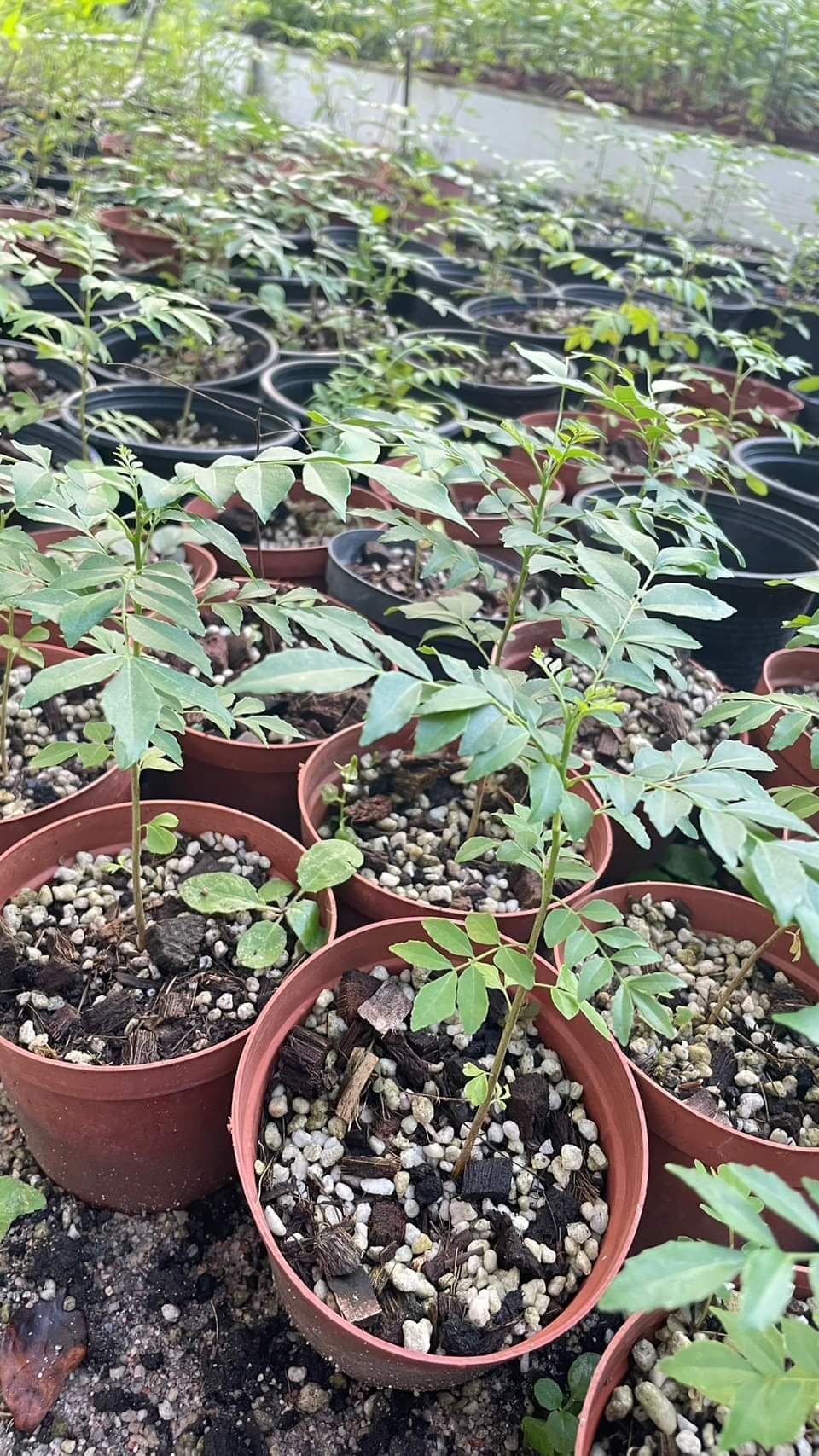 (3ต้น) (กระถาง4นิ้ว) เคอรี่ลีฟ Curry leaves ต้นกระหรี่ ใบหอมแขก หรือ ใบแกง ต้นเคอรี่ลีฟ