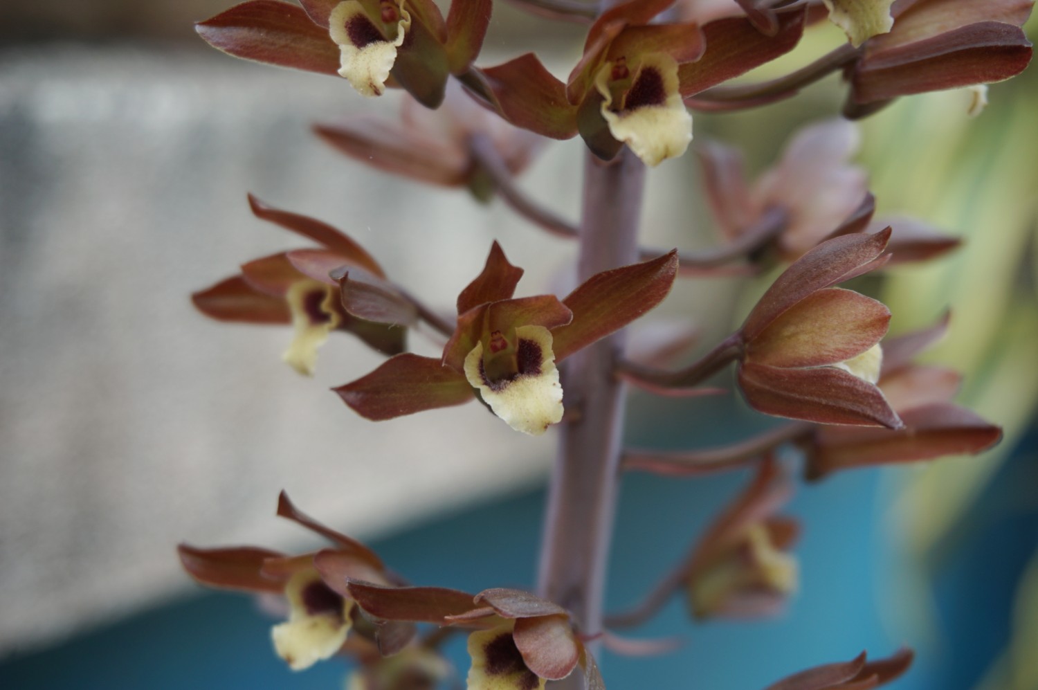 ว่านอึ่ง Eulophia macrobulbon / ahcta