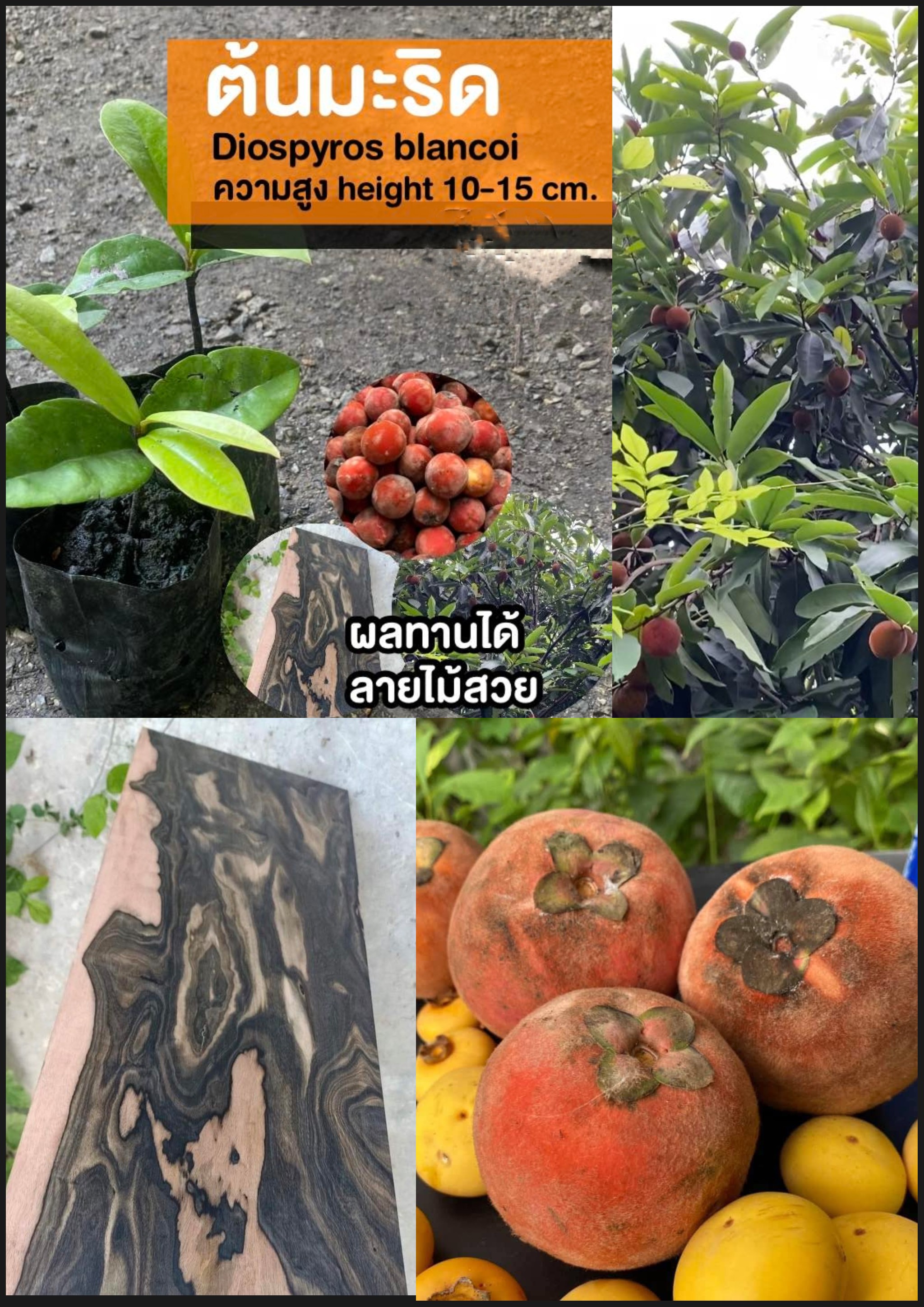 ต้นมะริด ต้น มะริด เพาะเมล็ด Diospyros discolor Willd Velvet Apple Butter fruit / eertnom