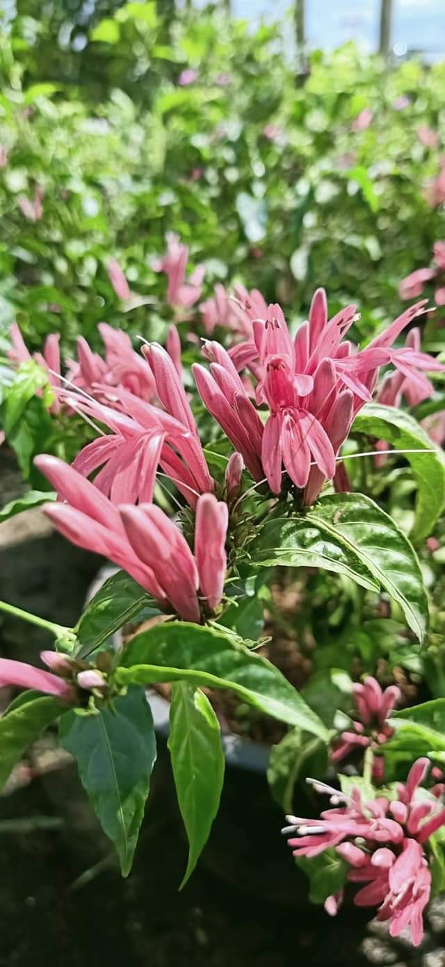 (ขาย ต้นพันธุ์) ดอก ต้น ต้นราตรีสีชมพู ต้นราตรี สีชมพู ราตรี fadel