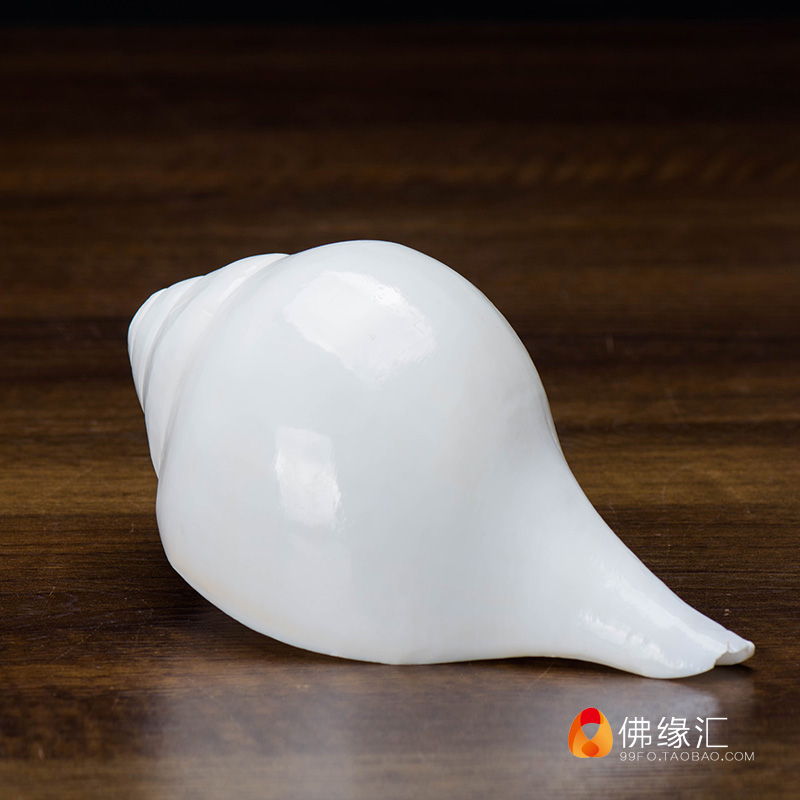 หอยสังข์อินเดียสีขาวขัดเงา สำหรับใช้ในพิธีกรรมทางศาสนา ขนาด 17 cm.