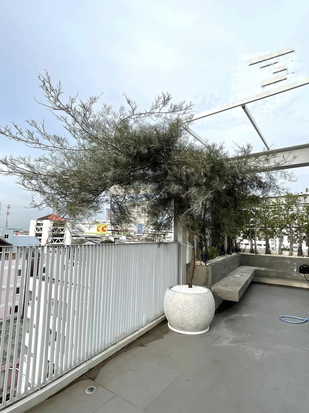 รบกวน สั่งซื้อ ผ่านไลน์ เท่านั้น (1ต้น) สูง 250cm ต้น สนเกรวิลเลีย Grevillea Bush Lemons yellow กรีวิเลีย บุช เลมอน ดอก สีเหลือง Sakphong