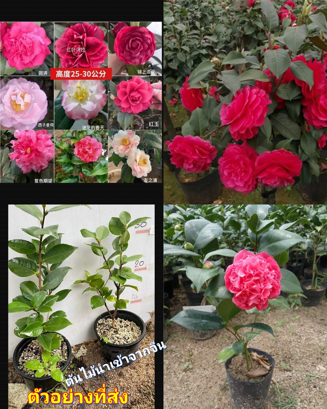 (1ต้น) คามีเลีย (ลุ้นสีดอก) คามิเลีย ต้นคามีเลีย ต้นคามิเลีย Camellia flower สำเนา