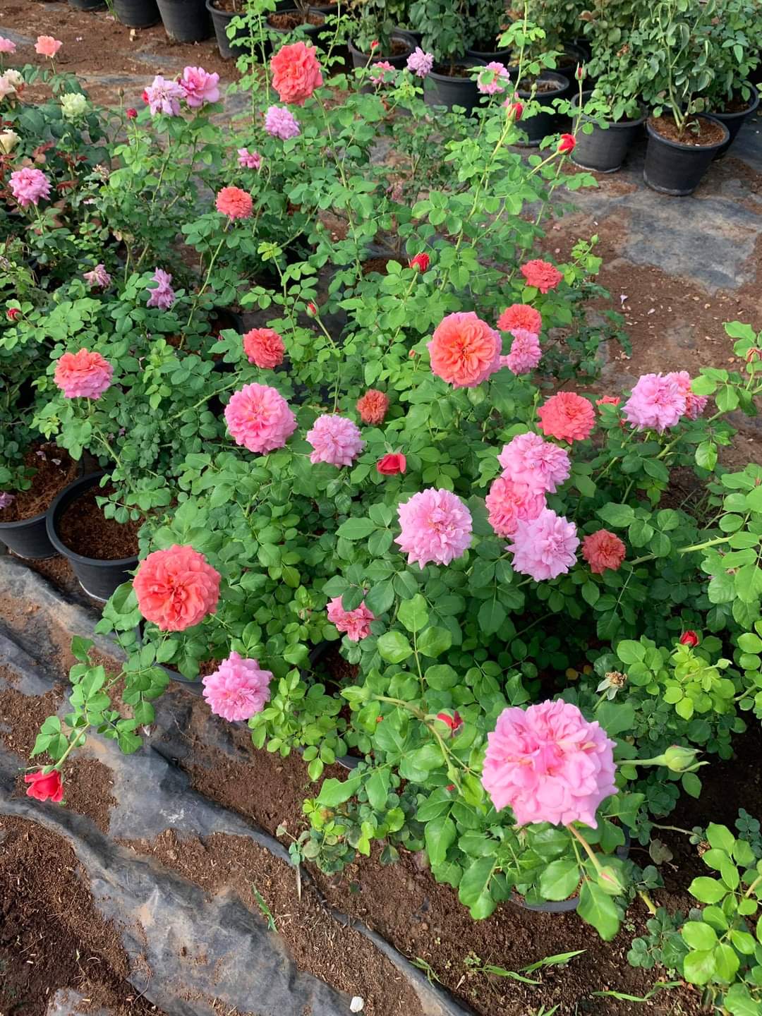 (1ต้น) ดอก ต้น กุหลาบ คริสโตเฟอร์มาโล Christopher Marlowe rose buncha