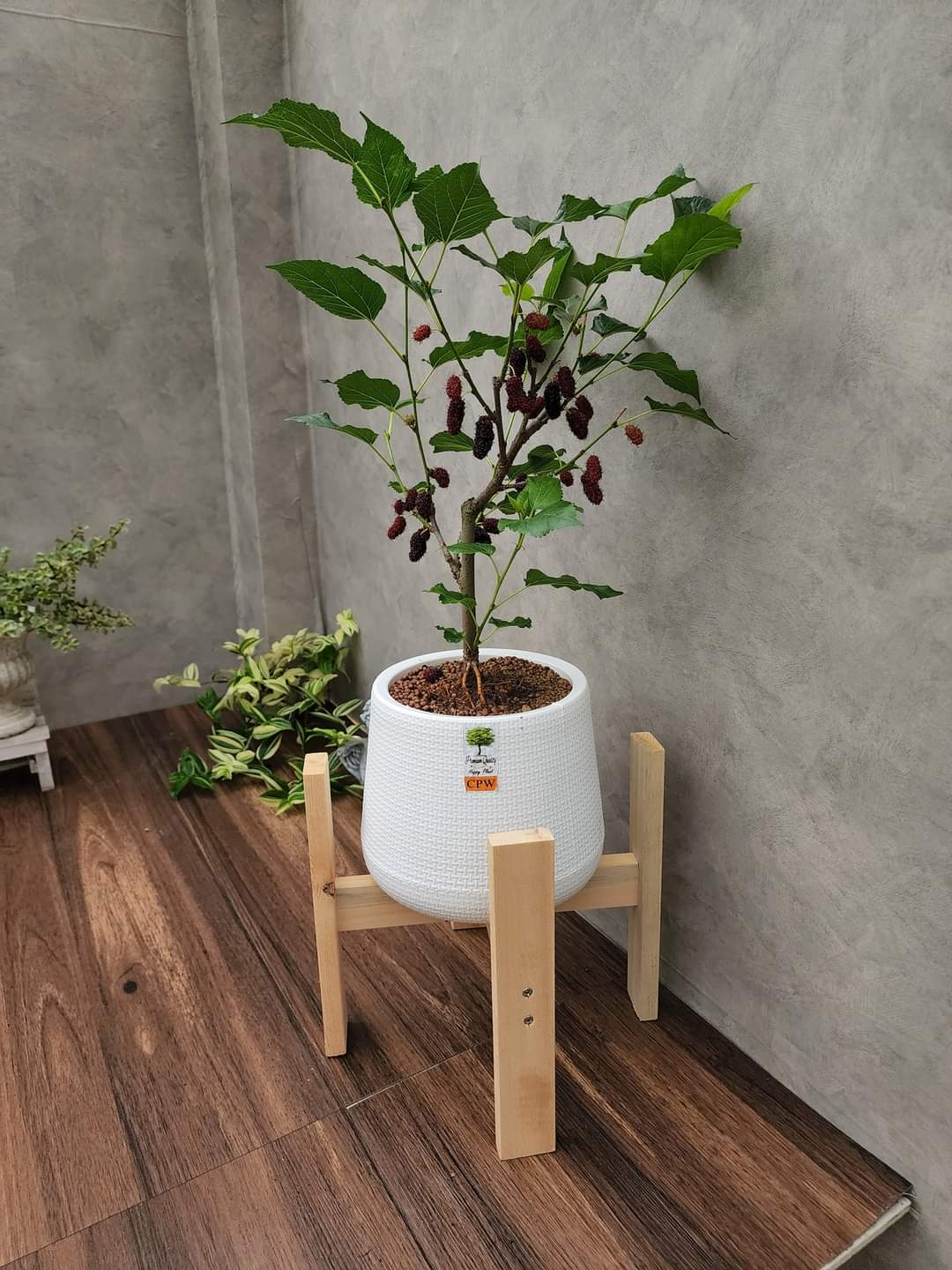 (1ต้น) มัลเบอรี่แคระ ต้นหม่อน หม่อน มัลเบอร์รี่ มัลเบอรี่ ต้นมัลเบอรี่ แคระ เตี้ย Mulberry Plants ทษณน