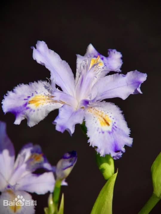 ต้นไอริสภูเขา ต้นไอริสยา ไอริสภูเขา ไอริสยา ต้นไอริส ภูเขา 扁竹兰 Iris confusa Sealy / klisnus