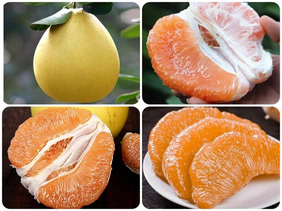 (1ต้น)(ขาย ต้นพันธุ์) ต้น ส้มโอทองสยามติดตา ต้นส้มโอทองสยาม ติดตา ต้นส้มโอ ส้มโอ เบนซ์
