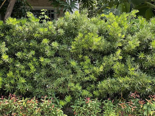 ต้นสนใบพาย สนใบพาย Podocarpus polystachyus ทำรั้วต้นไม้ ไม้แนวรั้ว ปลูกทำรั้ว ทำรั้ว รั้วต้นไม้ / eertnom