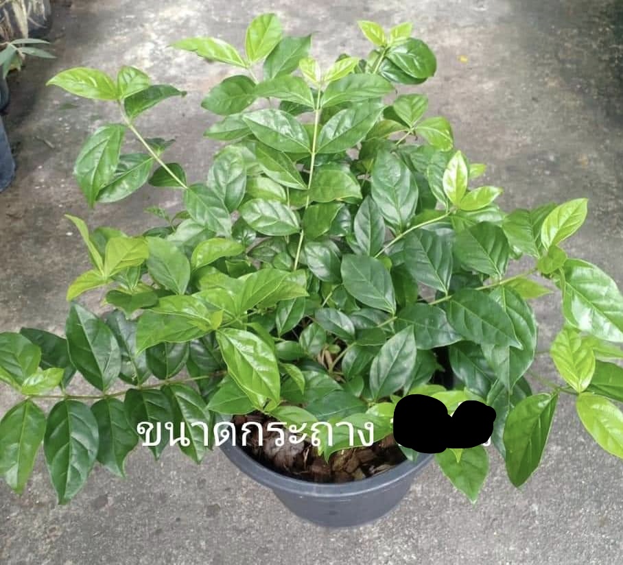 (ขาย ต้นพันธุ์) ดอก ต้น ต้นเขี้ยวกระแต เขี้ยวกระแต fadel
