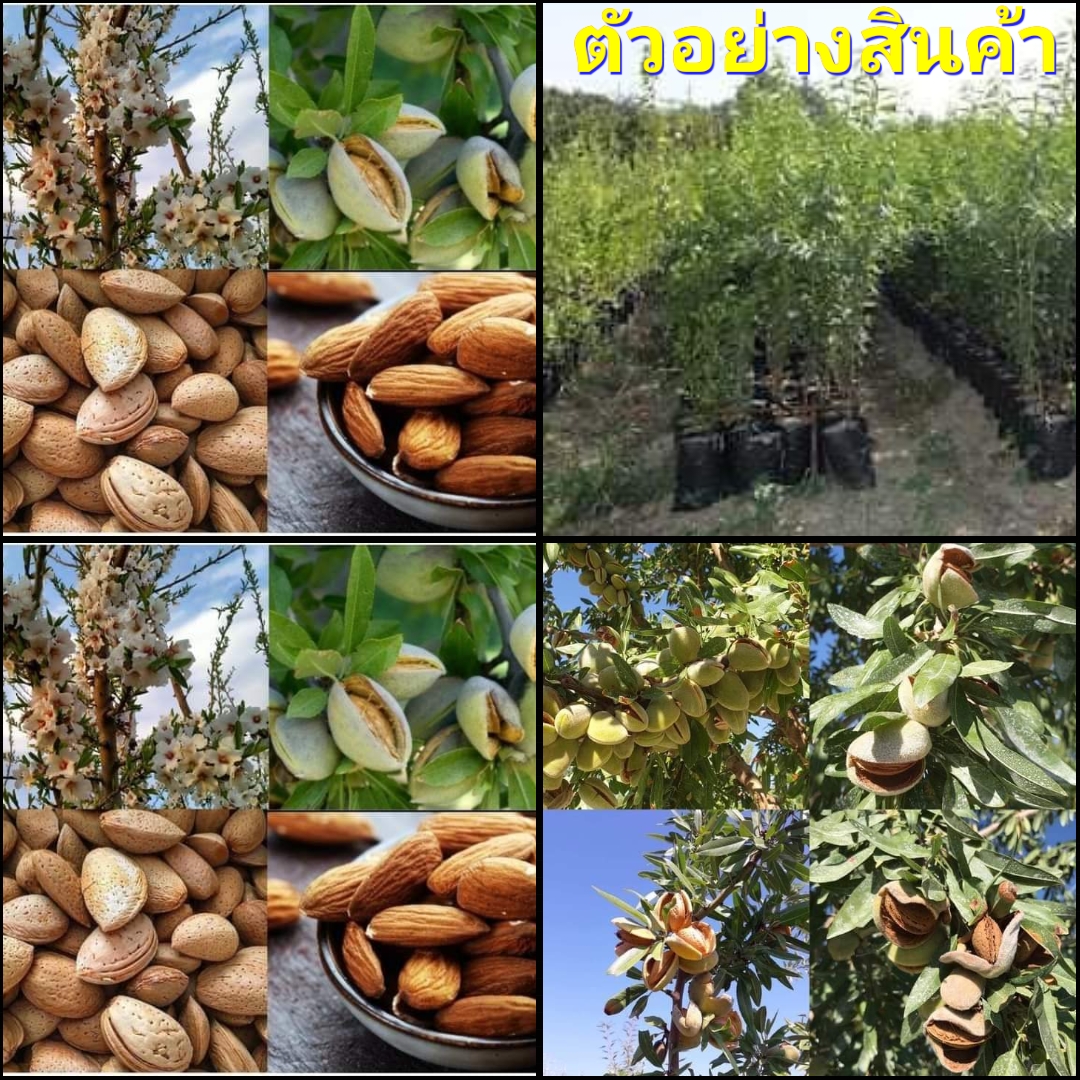 (1ต้น)(ขาย ต้นพันธุ์) ต้น อัลมอนด์ ต้นอัลมอนด์ Almond tree / ไร่อิงดาว
