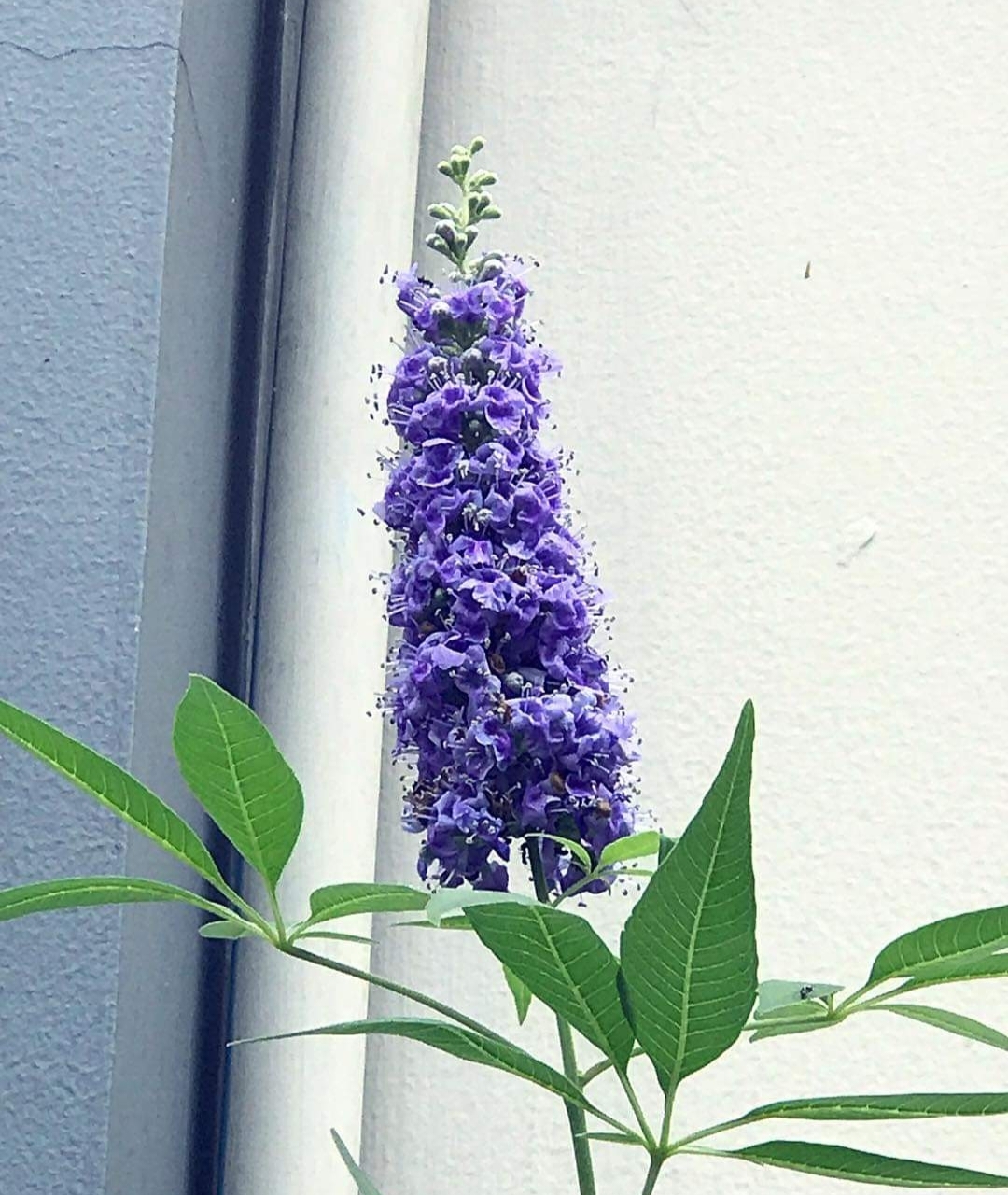 (1ต้น) ต้นไวเท็กซ์ Chaste Berry ไวเท๊กซ์ แอกนัส แคสตัส Vitex Vitex Agnus Castus / ศรัณย์รักษ์ สำเนา