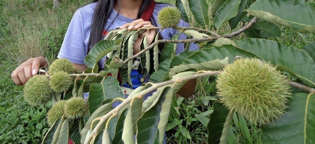 (1ต้น) ต้น เกาลัดจีน ต้นเกาลัดจีน พันธุ์ คุนหมิง Kunming Chestnut เกาลัด ต้นเกาลัด / พิสุทธิ์