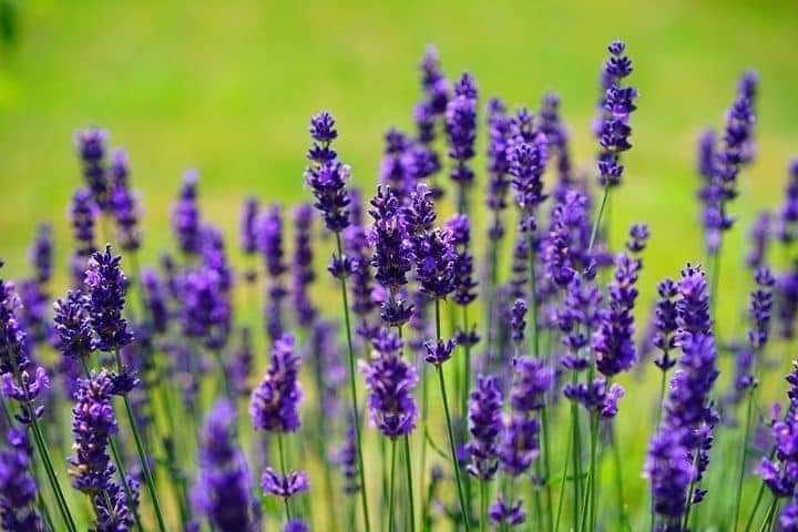 (ขาย เมล็ด ) เมล็ด ลาเวนเดอร์ เมล็ดลาเวนเดอร์ สี ม่วง lavender flower / คุณนายแหวนเพชร