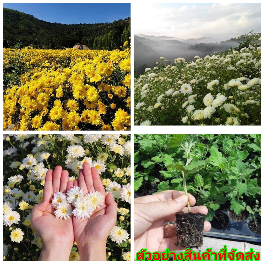 (20ต้น) เลือกสีได้ ดอก ต้น ดอกเก๊กฮวย ต้นเก๊กฮวย สีขาว สีเหลือง Chrysanthemum yellow White
