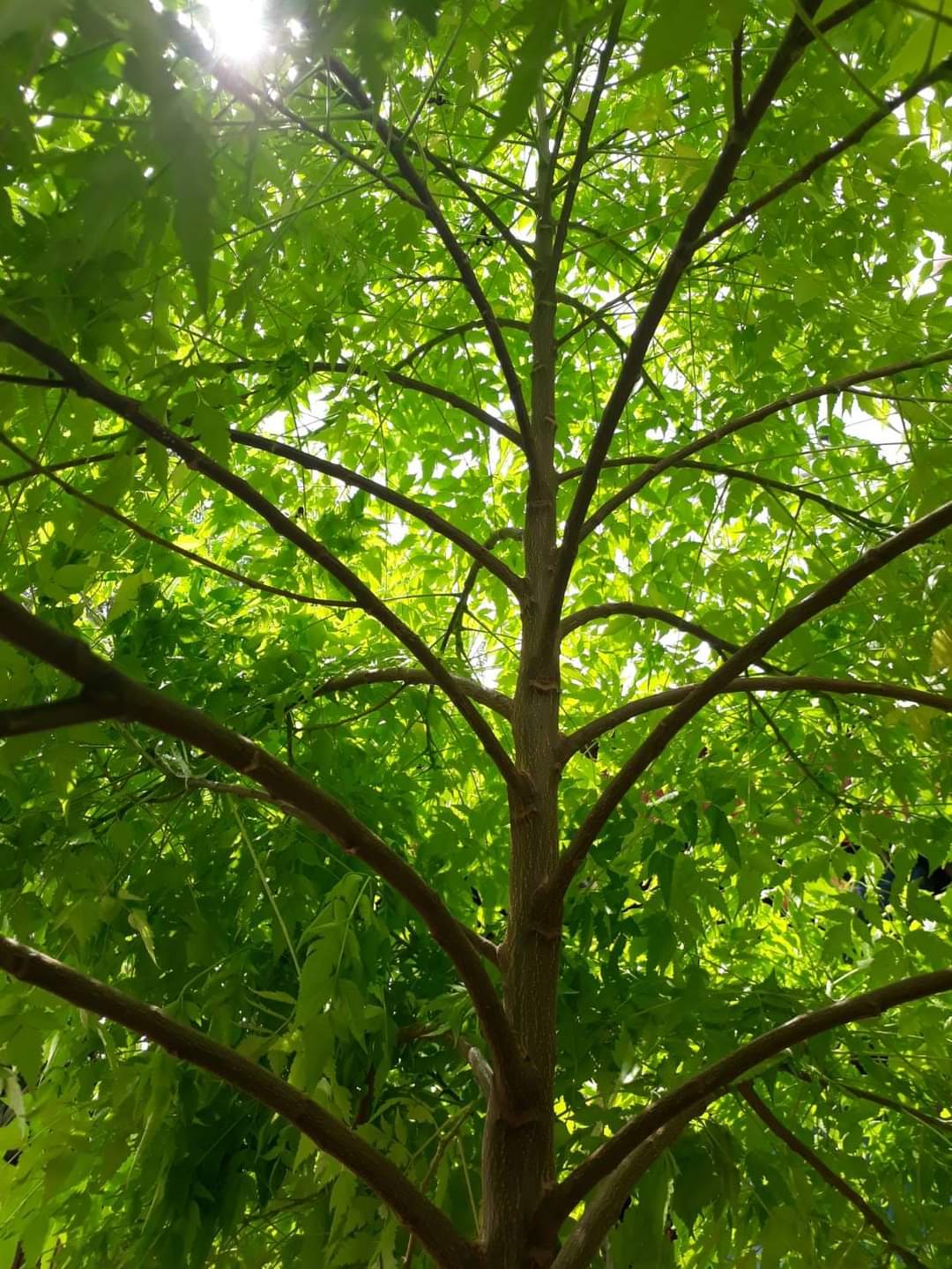 (1ต้น) ต้น เกษมณีสีทอง เมเปิ้ลเขียว เมเปิ้ลไทย Melia azedarach เลี่ยนทอง นารี เกรียน เฮี่ยน เลี่ยนดอกม่วง ลำเลี่ยน ลั้วะ โขวหนาย ขู่เลี่ยน ขู่เลี่ยนซู่ Bastard cedar, Bead tree Chaina tree Chinaball tree Persian lilac White cedar Melia azedarach L / Pongk