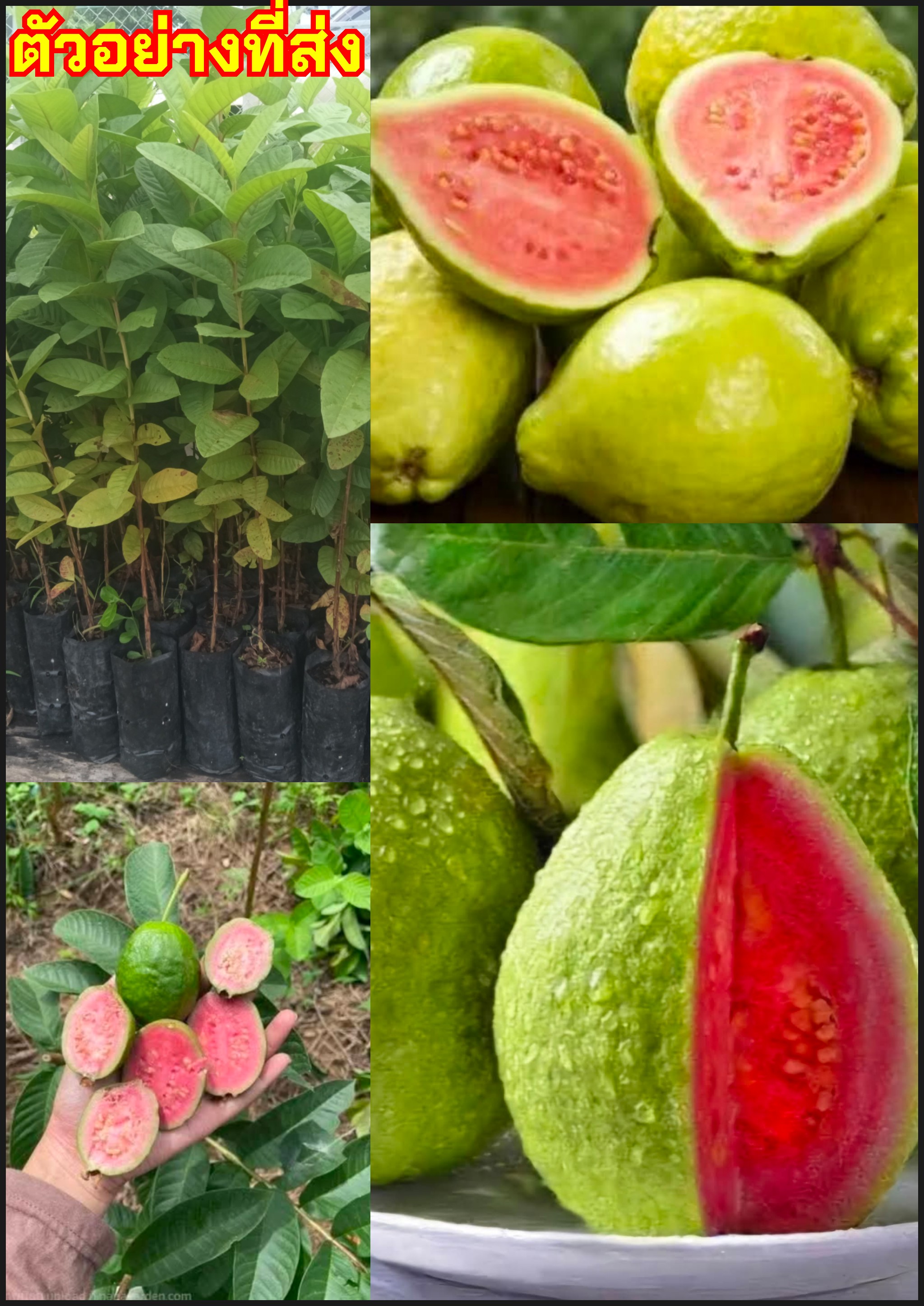 ต้นฝรั่งขี้นกไส้แดง ฝรั่งขี้นกไส้แดง ฝรั่งไส้แดง Pink guava Red Guava / kalawoay