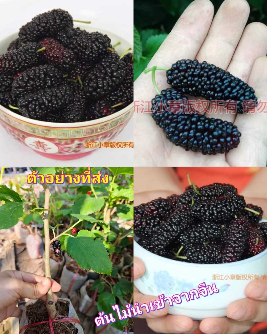(1ต้น) ต้น หม่อนไร้เมล็ด หวานจัด ต้นหม่อน ไร้เมล็ด / saranrak