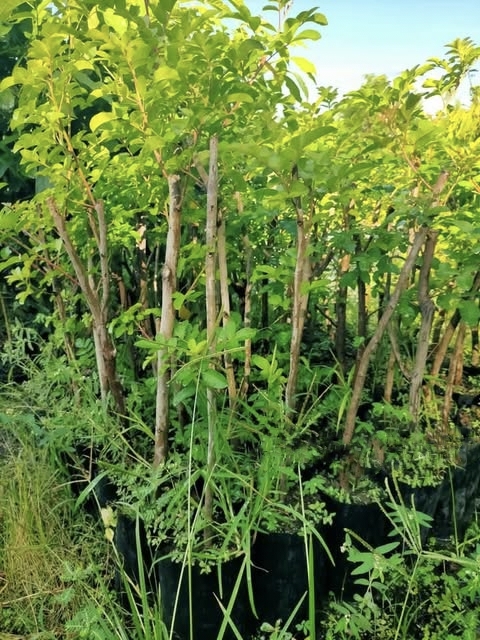 ต้น กิ่งตอน มะตูมซาอุ ต้นมะตูมซาอุ Brazilian Schinus terebinthifolia มะตูมแขก สะเดาบาห์เรน / tirawgnohp