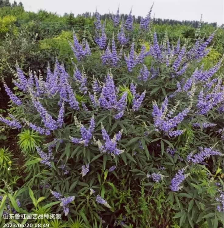 (1ต้น) ต้นไวเท็กซ์ Chaste Berry ไวเท๊กซ์ แอกนัส แคสตัส Vitex Vitex Agnus Castus / ศรัณย์รักษ์ สำเนา