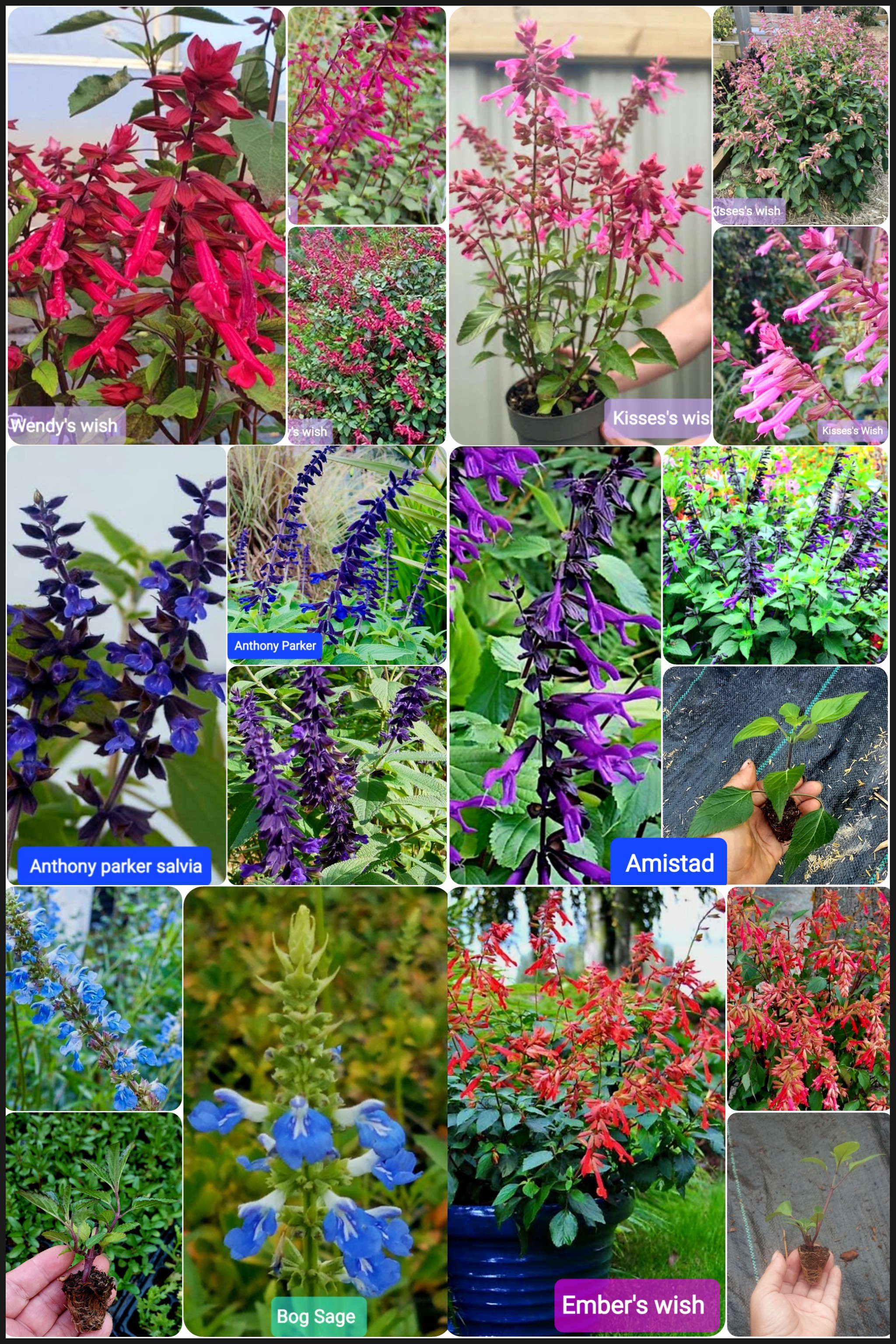 ต้นซัลเวีย ต้นซัลเวียร์ ซัลเวีย ซัลเวียร์ Amistad Salvia Anthony Parker Bog sage Ember's wishes Wendy'swishes Kiss&wishes สี ม่วง น้ำเงิน ฟ้าใส แดงส้ม แดงเข้ม ชมพู / esidarap