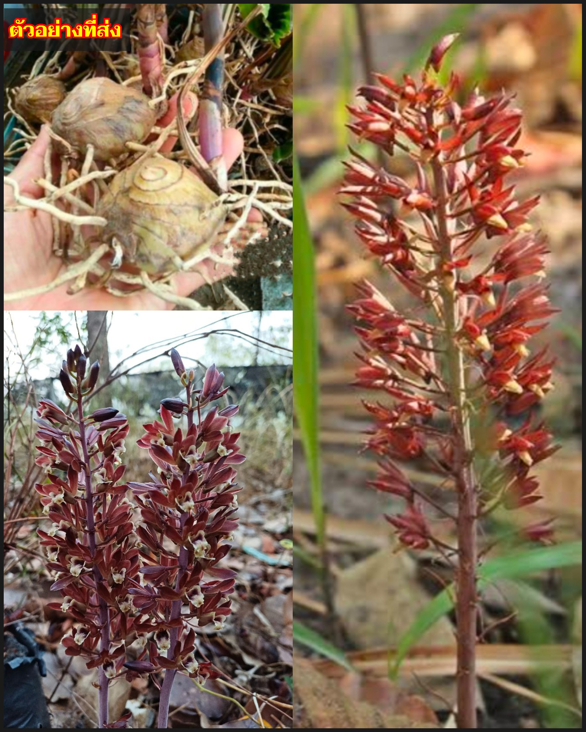 ว่านอึ่ง Eulophia macrobulbon / ahcta