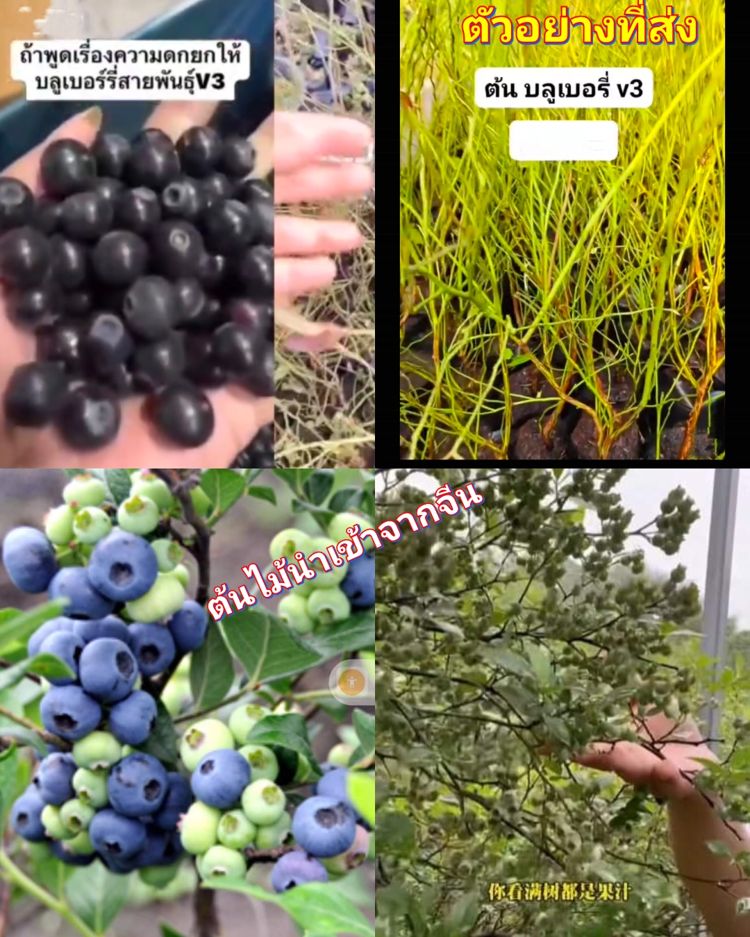 (1ต้น) ต้น ต้นบลูเบอรี่ ต้นบลูเบอร์รี่ บลูเบอรี่ พันธุ์ v3 วีสาม Blueberry บิวตี้หมายเลข 1 / saranrak