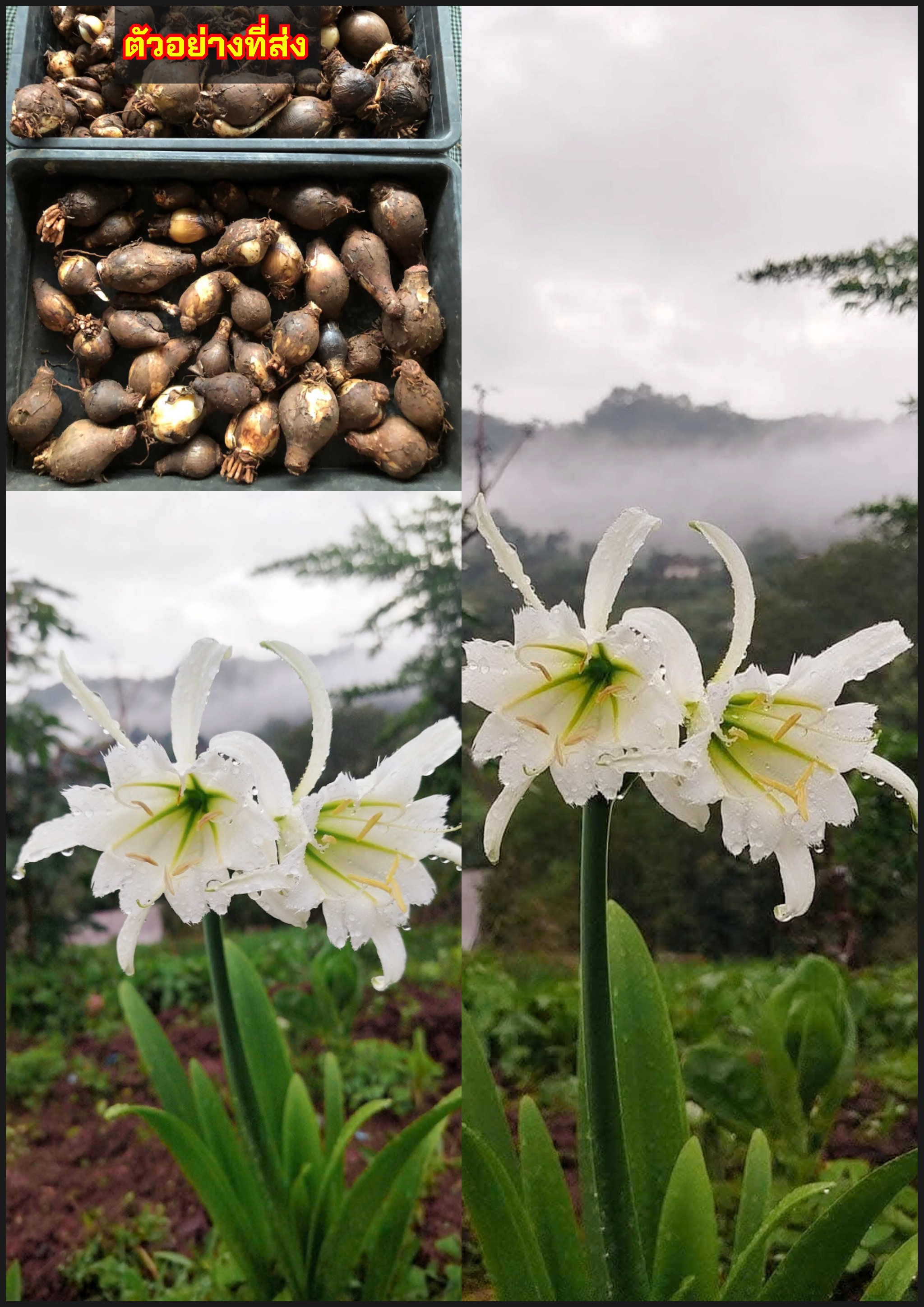 ว่านเจ้าหญิงมงกุฎ ว่าน เจ้าหญิงมงกุฎ Hymenocallis / tikarus