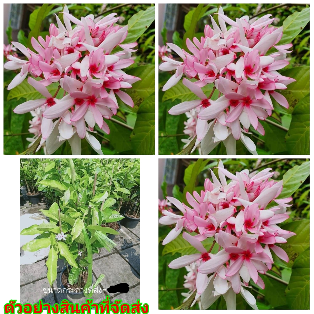 (ขาย ต้นพันธุ์) ดอก ต้นพุดชมพู ต้น พุดชมพู พุด ชมพู สี ชมพู ต้นพุด ดอกพุด fadel